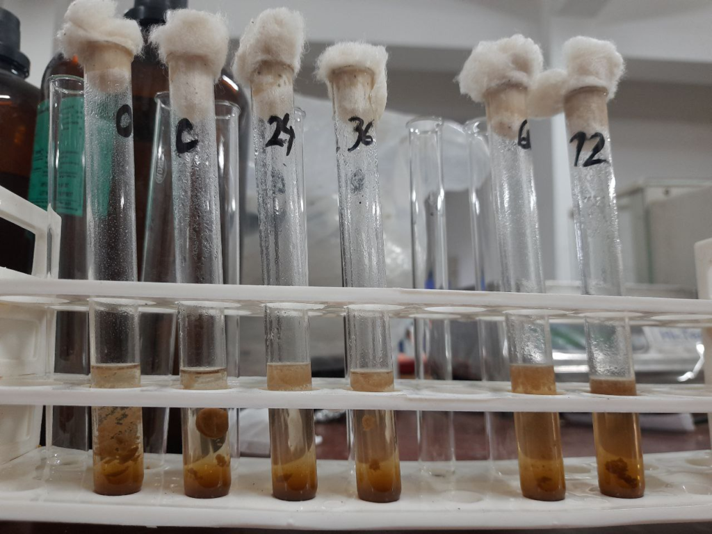 Determination of Carbohydrate by Phenol-Sulfuric Acid Method
